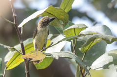 Pogoniulus scolopaceus