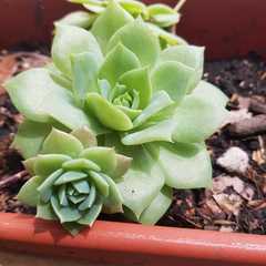 Echeveria longissima