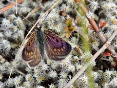 Lycaena tama