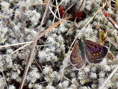 Lycaena tama