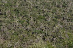 Euphorbia triangularis