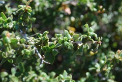 Ceanothus lemmonii