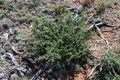 Ceanothus lemmonii