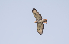 Buteo auguralis