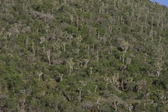 Euphorbia triangularis