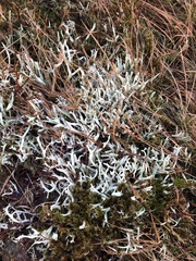 Cladonia uncialis biuncialis