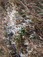 Cladonia uncialis biuncialis