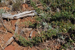 Ceanothus roderickii