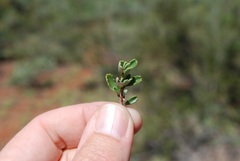 Ceanothus roderickii