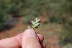 Ceanothus roderickii