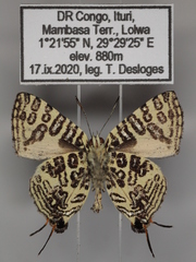 Cigaritis crustaria
