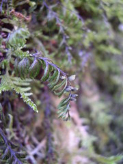 Hymenophyllum wilsonii