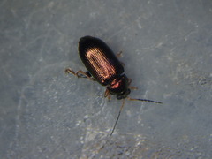 Crepidodera plutus
