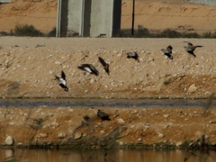 Pterocles orientalis