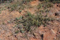 Ceanothus roderickii