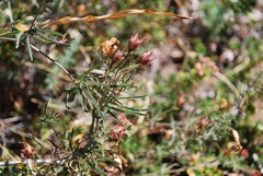 Calystegia stebbinsii