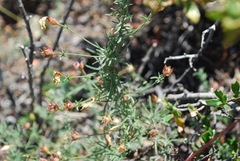 Calystegia stebbinsii