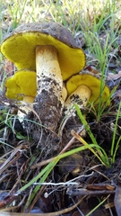 Aureoboletus citriniporus