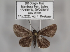 Paracleros biguttulus