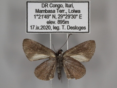 Paracleros biguttulus