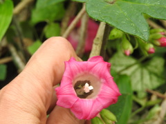 Ipomoea peteri