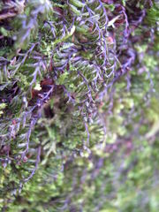 Hymenophyllum wilsonii