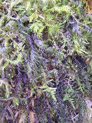 Hymenophyllum wilsonii
