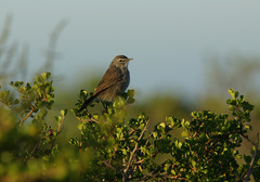 Cercotrichas coryphoeus cinerea