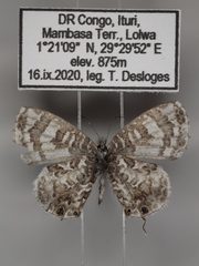 Cacyreus audeoudi