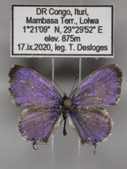 Cacyreus audeoudi