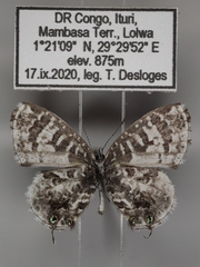 Cacyreus audeoudi