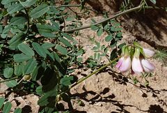 Coronilla viminalis