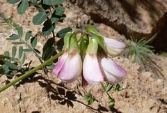 Coronilla viminalis