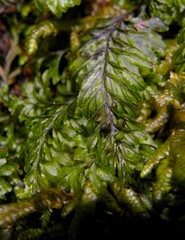 Hymenophyllum wilsonii image