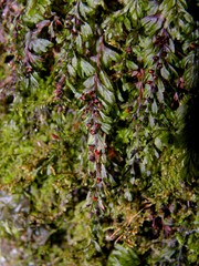 Hymenophyllum wilsonii image