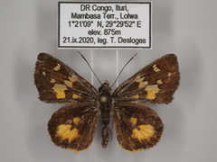 Pardaleodes tibullus