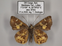 Pardaleodes tibullus