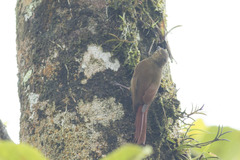 Glyphorynchus spirurus