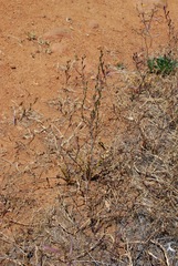 Chlorogalum grandiflorum