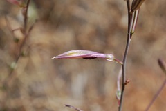 Chlorogalum grandiflorum