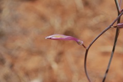 Chlorogalum grandiflorum