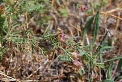 Calystegia stebbinsii