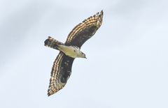Aquila africana