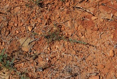 Calystegia stebbinsii