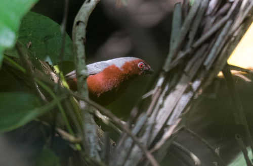 Chestnut-breasted Nigrita