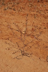 Chlorogalum grandiflorum