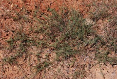 Calystegia stebbinsii