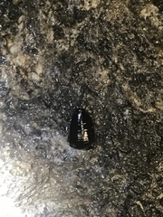 Pycnoscelus surinamensis