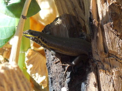 Trachylepis quinquetaeniata