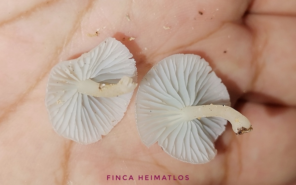 Clitocybula azurea · December 2020 · photo: © heimatlos (iNaturalist, cc0)